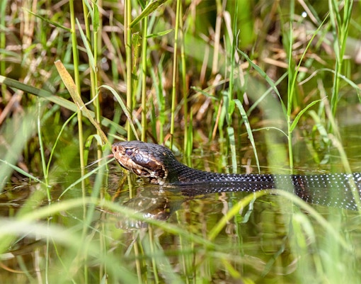 Cottonmouth snake in Florida wetland habitat.