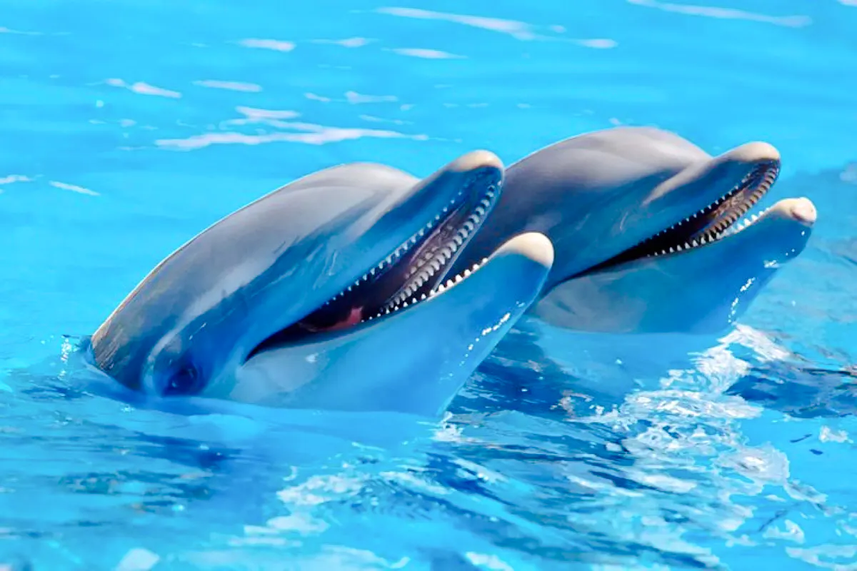 Mauritius Dolphin Watching by Speedboat & South-West Tour with Lunch and Hotel Transfers