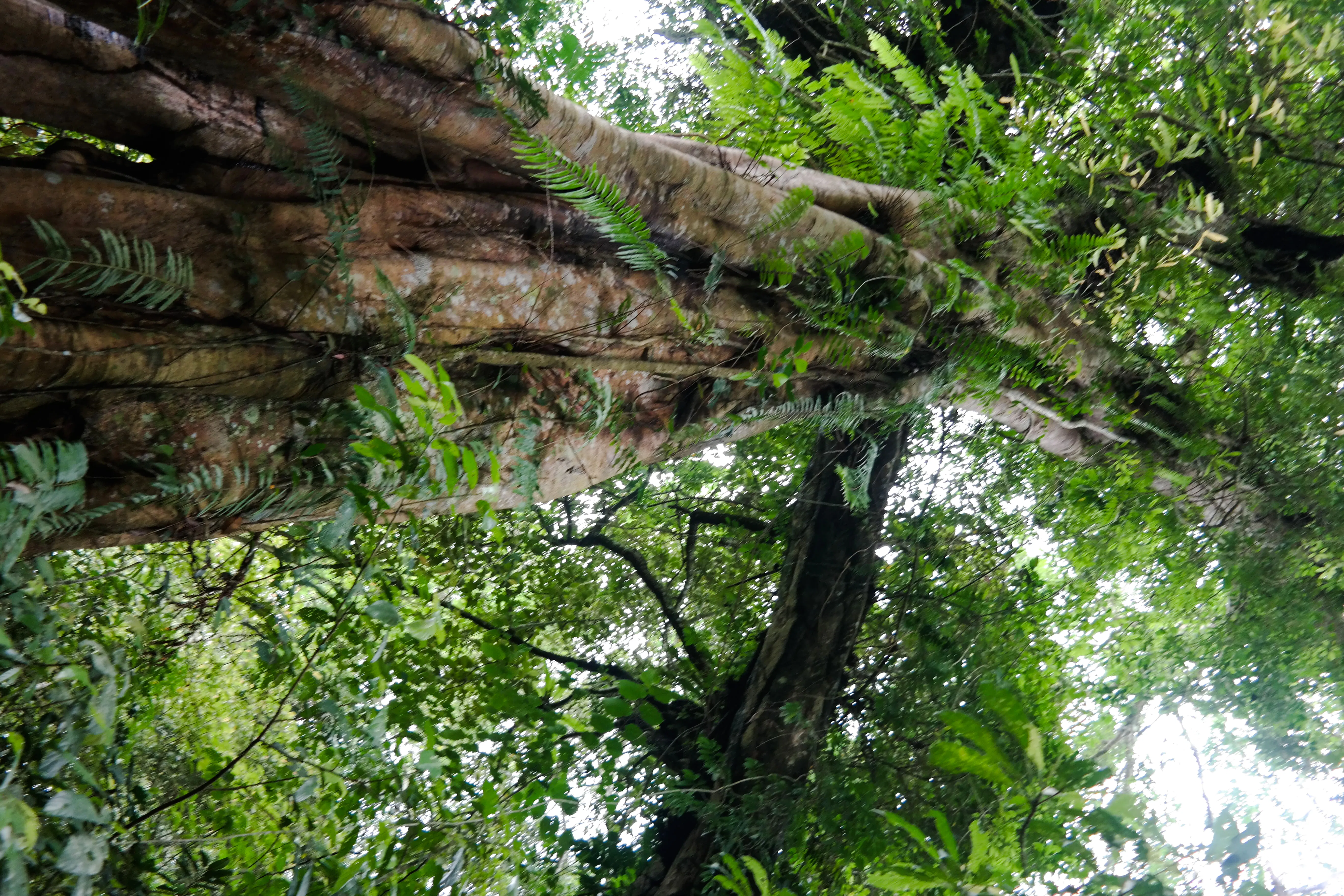 Trekking nella giungla di Bali, gita in canoa e visita alle cascate con pranzo e trasferimenti di andata e ritorno in hotel — 6