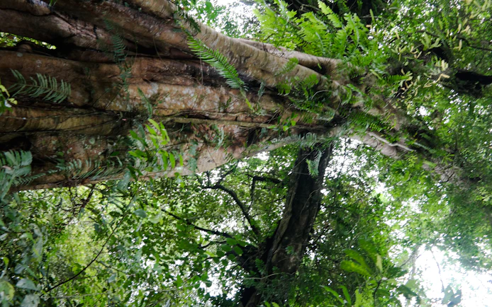 Bali Jungle Trekking, Canoeing & Waterfall Visit with Lunch and Round-Trip Hotel Transfers