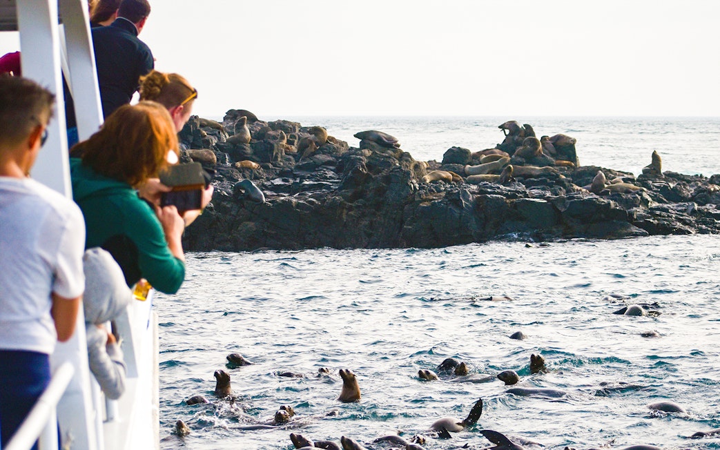 Tourists on a boat watching seals on rocks during a cruise at Phillip Island.