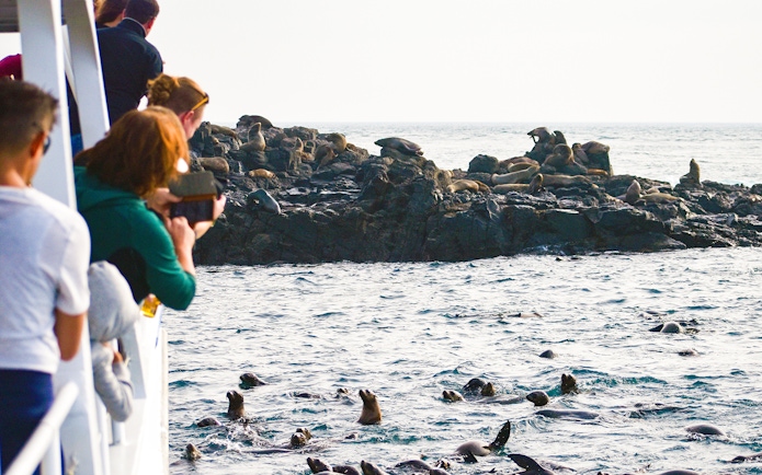 Tourists on a boat watching seals on rocks during a cruise at Phillip Island.