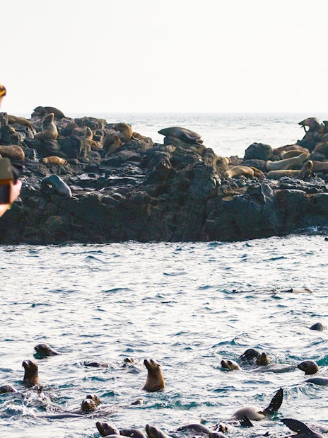 Tourists on a boat watching seals on rocks during a cruise at Phillip Island.