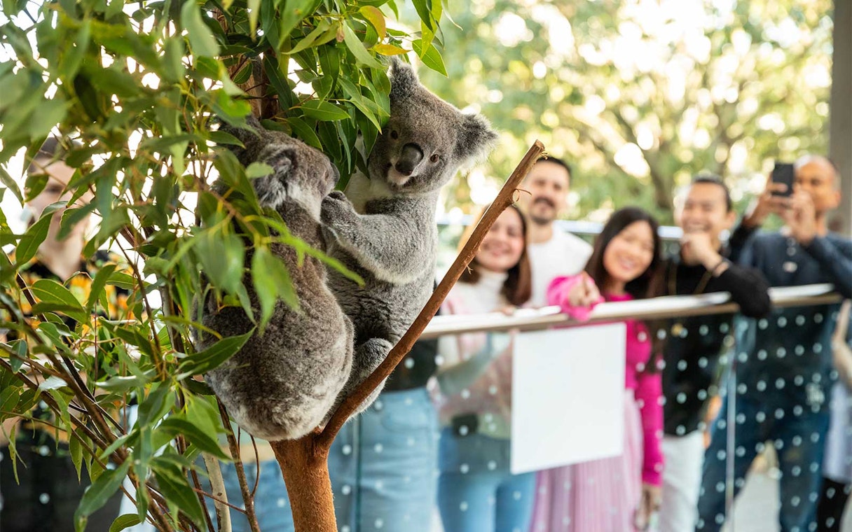 Koalas in a tree with visitors observing at WILD LIFE Sydney Zoo.