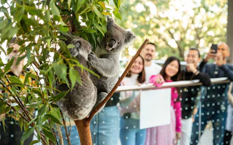Koalas in a tree with visitors observing at WILD LIFE Sydney Zoo.