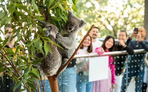 Koalas in a tree with visitors observing at WILD LIFE Sydney Zoo.