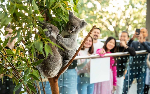 Breakfast with Koalas Tickets at WILD LIFE Sydney Zoo
