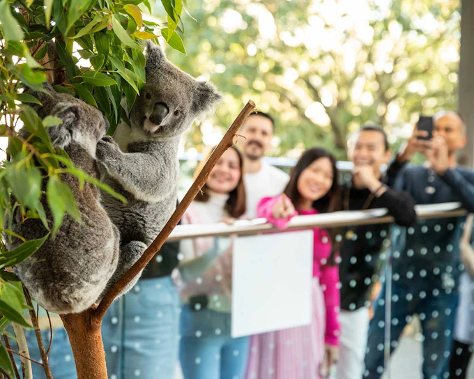 Breakfast with Koalas Tickets at WILD LIFE Sydney Zoo
