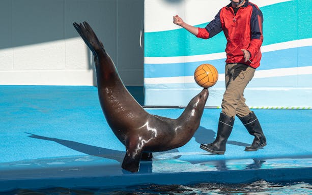 Sea lion balancing a ball during a show at Emirates Park Zoo.