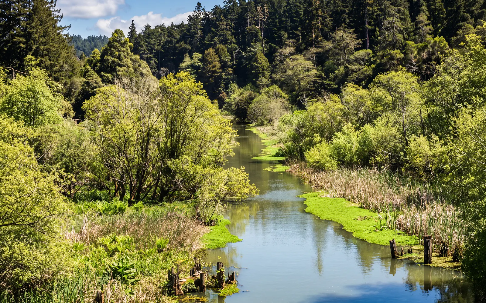 Scenic view of lush greenery and a tranquil creek along Fort Bragg's Pudding Creek Express.