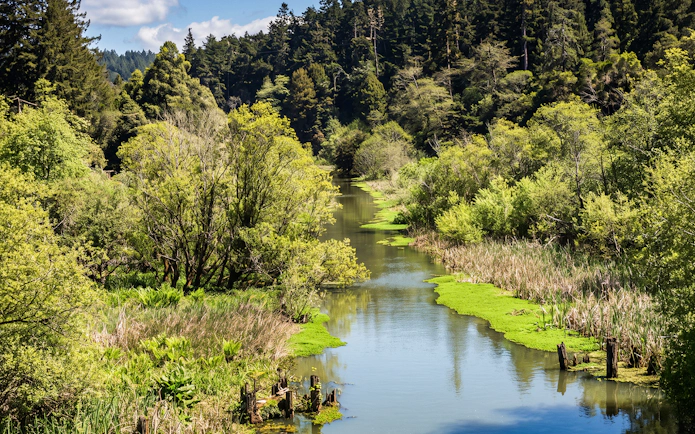 Scenic view of lush greenery and a tranquil creek along Fort Bragg's Pudding Creek Express.