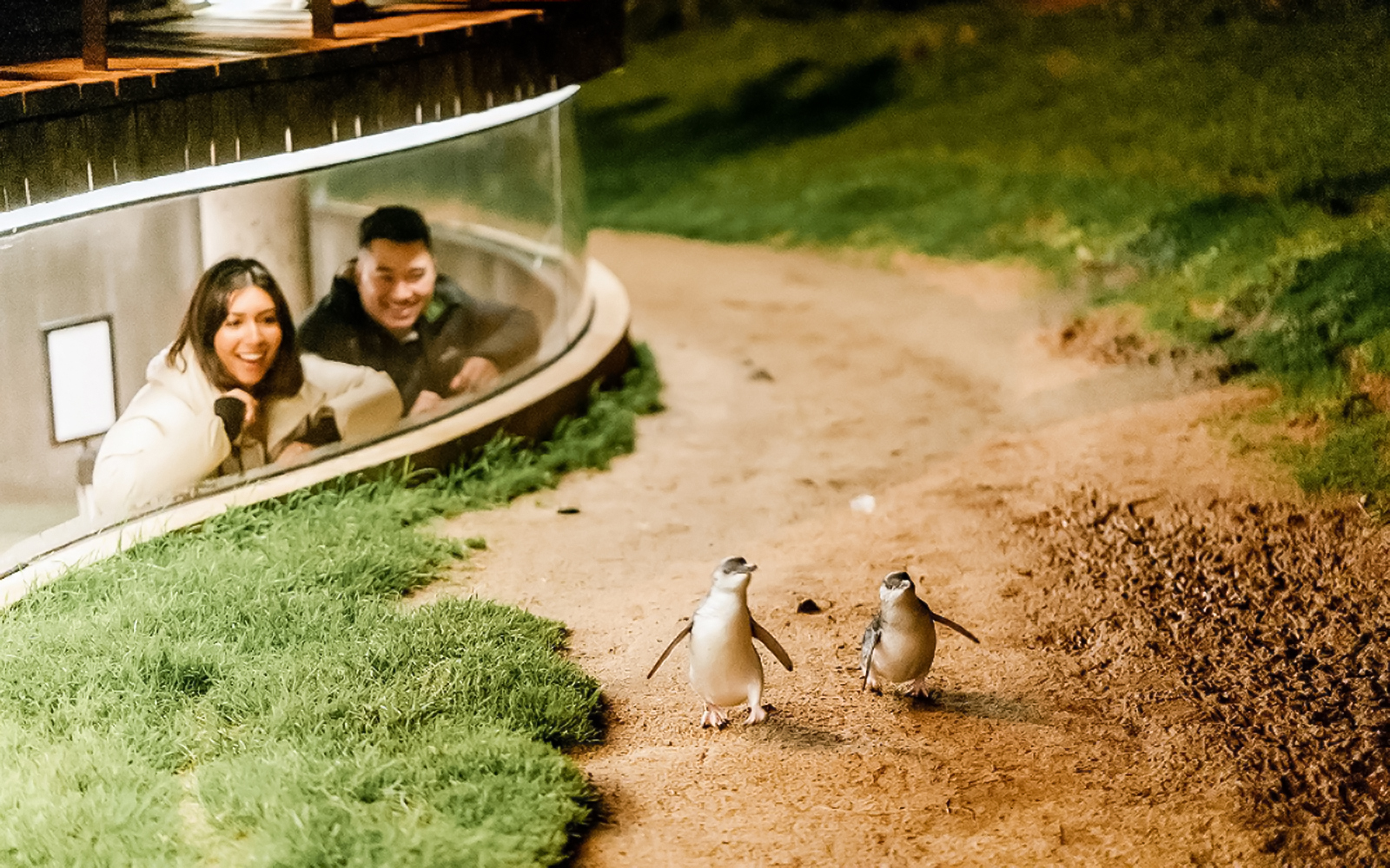 Couple observing penguin parade from underground center, Phillip Island, Australia.