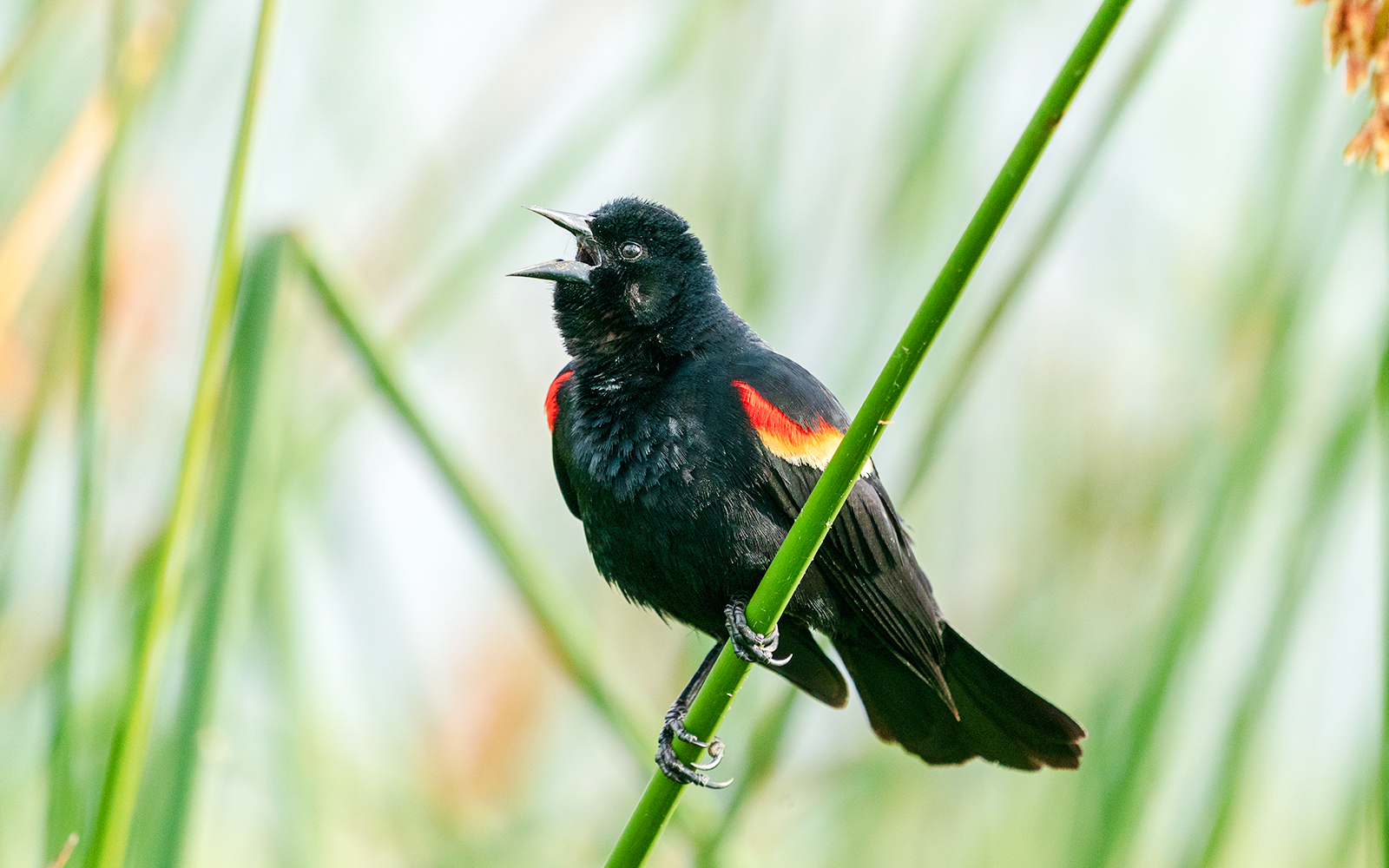 Blackbird perched on a reed near NEMO Museum Amsterdam.