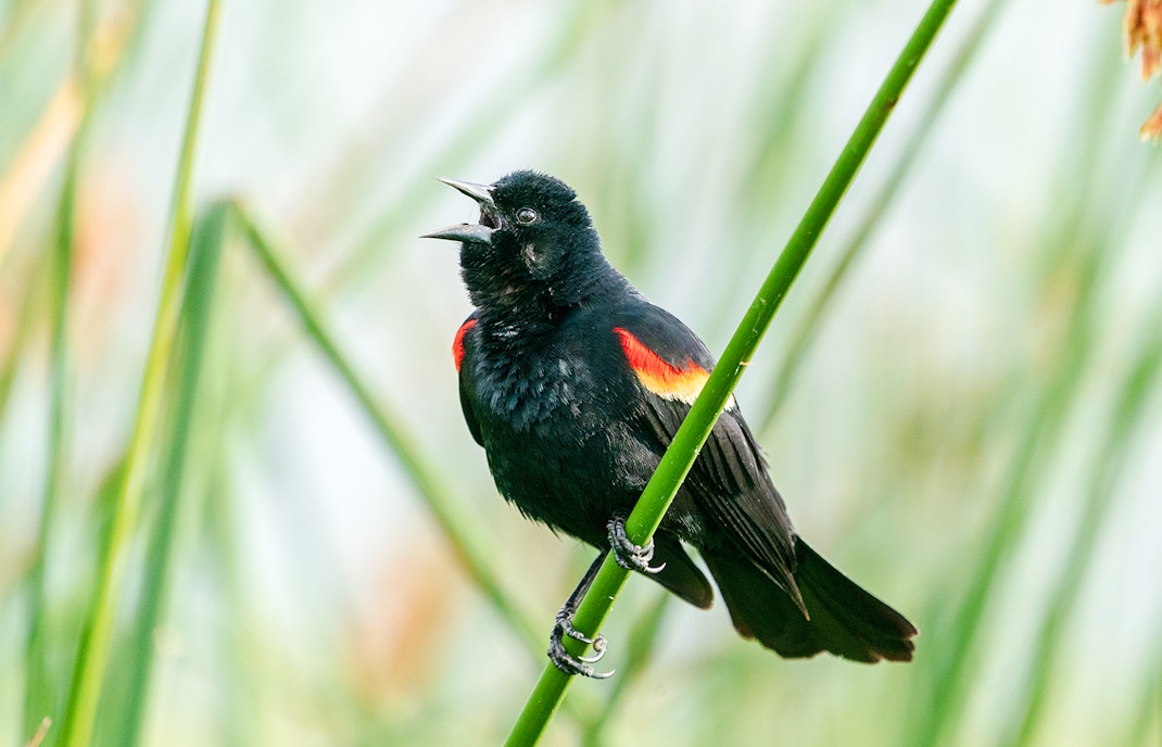 Blackbird perched on a reed near NEMO Museum Amsterdam.