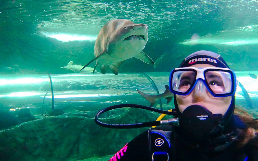 Diver with shark at Shark Dive Xtreme, SEA LIFE Sydney.