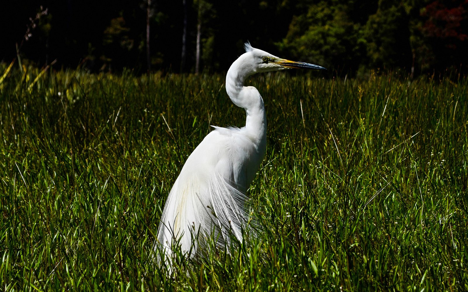 Great Egret standing in tall grass near Lake Mapourika.
