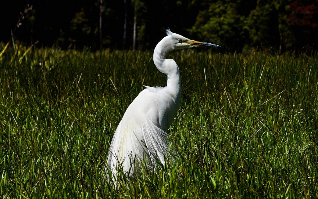 Great Egret standing in tall grass near Lake Mapourika.