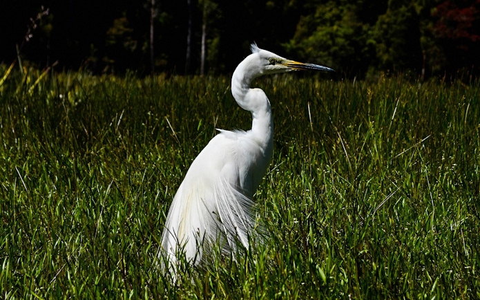 Great Egret standing in tall grass near Lake Mapourika.