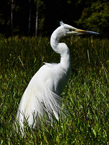 Great Egret standing in tall grass near Lake Mapourika.