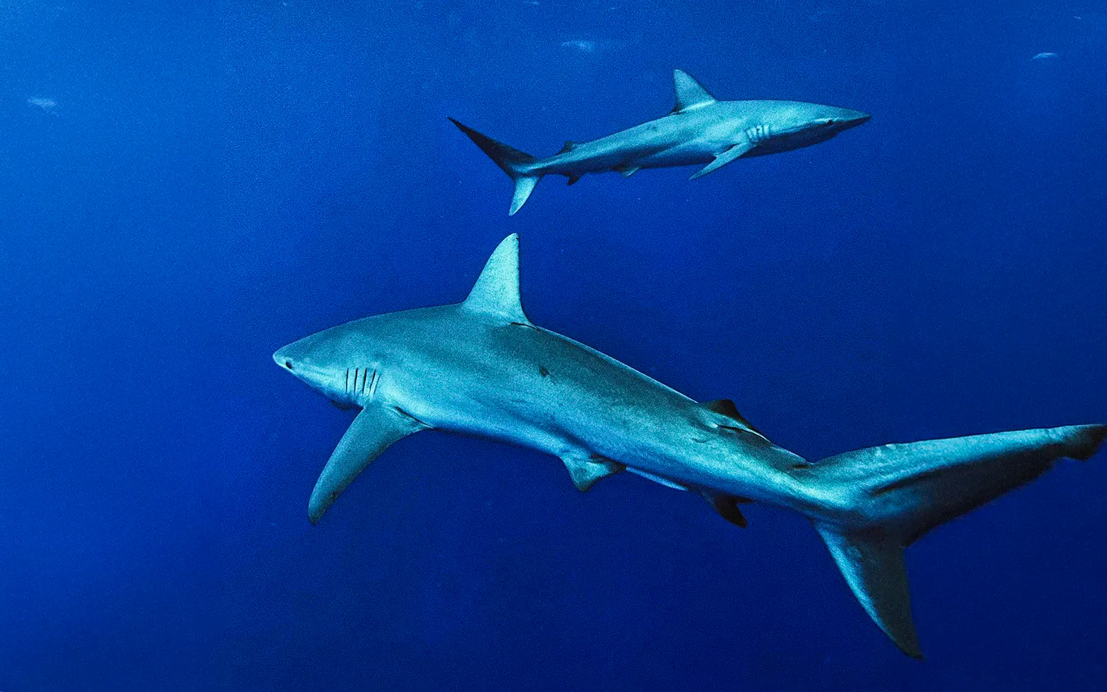 Sharks swimming in clear blue waters during O'ahu Shark Dive Tour.