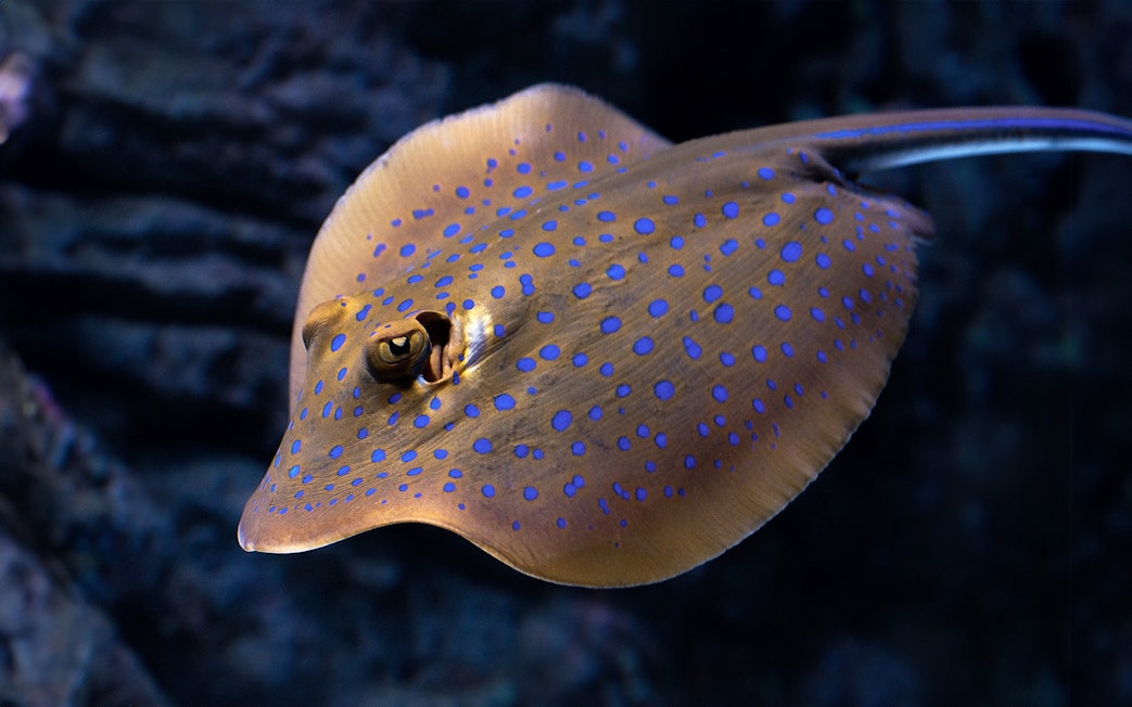 Stingray with blue spots at Cairns Aquarium Twilight tour.