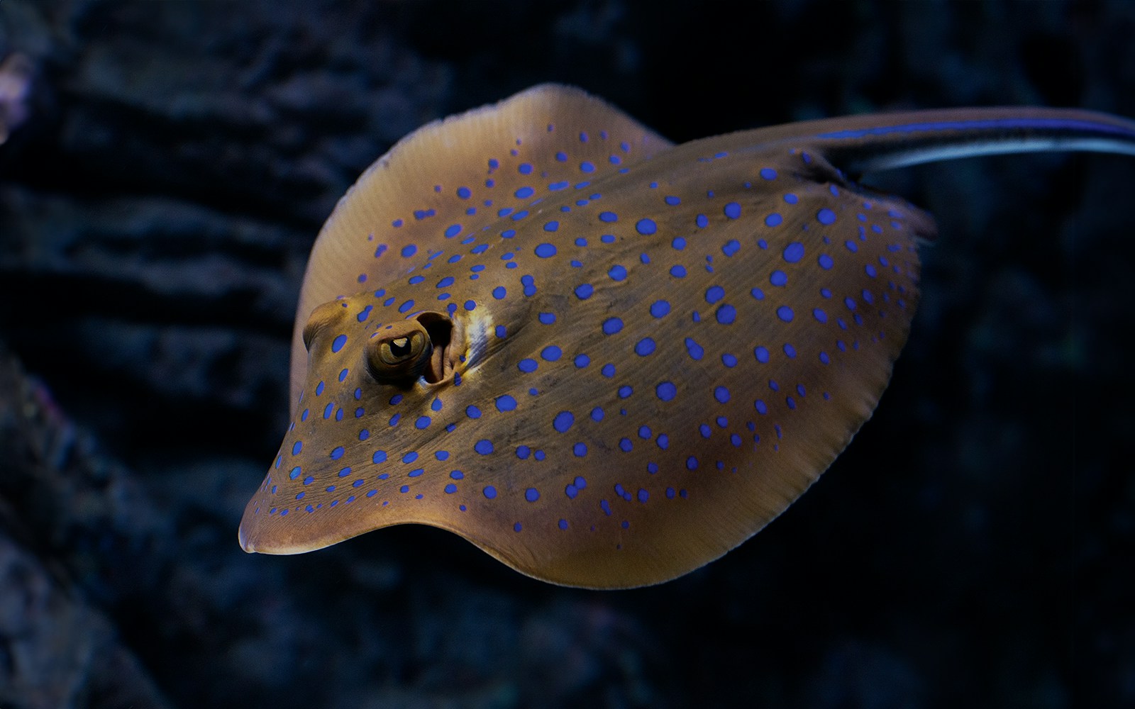 Blue stingray at Cairns Aquarium
