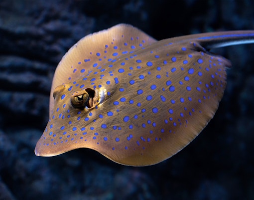 Blue stingray at Cairns Aquarium