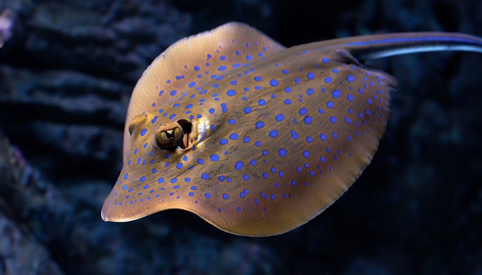 Stingray with blue spots at Cairns Aquarium Twilight tour.