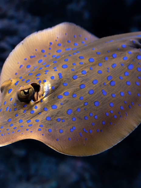 Stingray with blue spots at Cairns Aquarium Twilight tour.