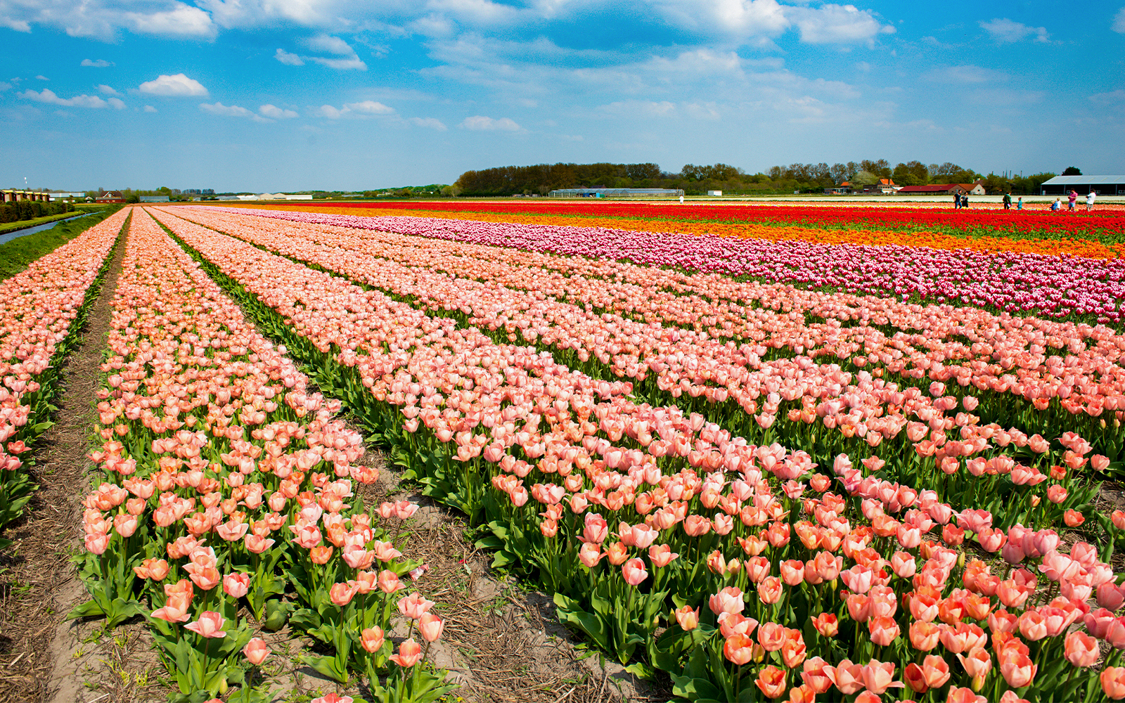 Tulip fields in Amsterdam with vibrant rows of blooming flowers.