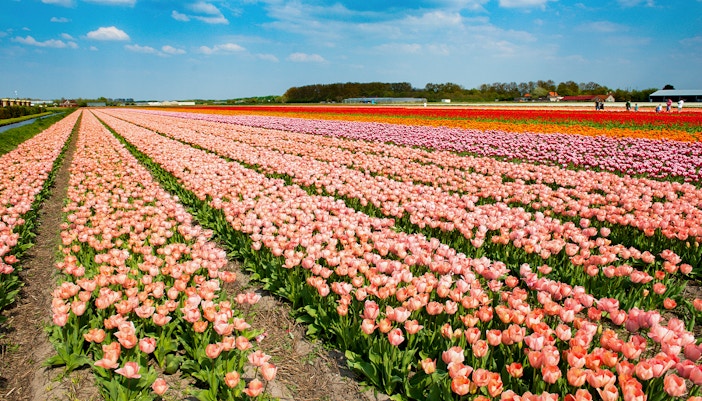 Tulip fields in Amsterdam with vibrant rows of blooming flowers.