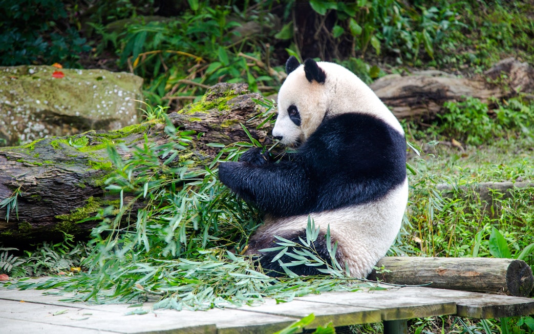 Panda eating bamboo leaves at Taipei Zoo.