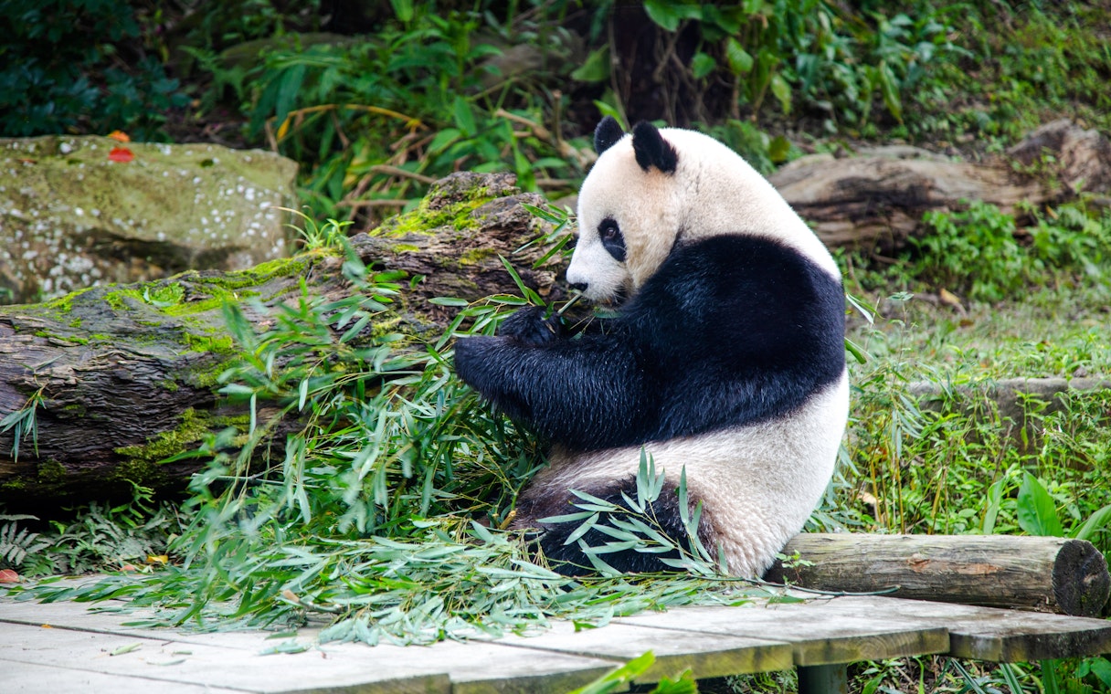 Panda eating bamboo leaves at Taipei Zoo.