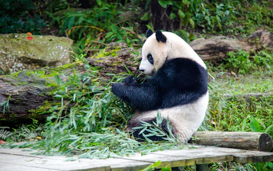 Panda eating bamboo leaves at Taipei Zoo.