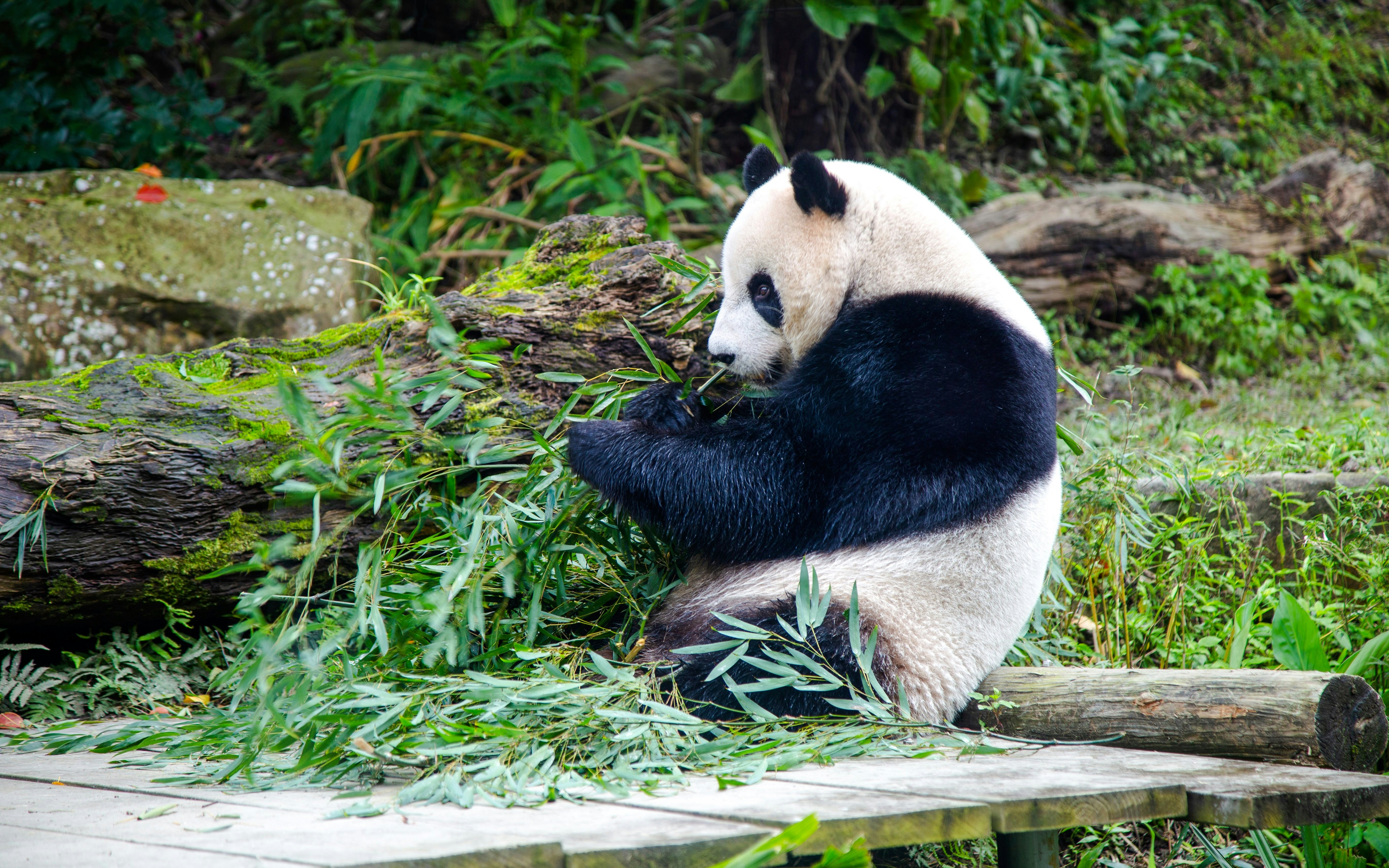 Explore panda and rare animal exhibits: 