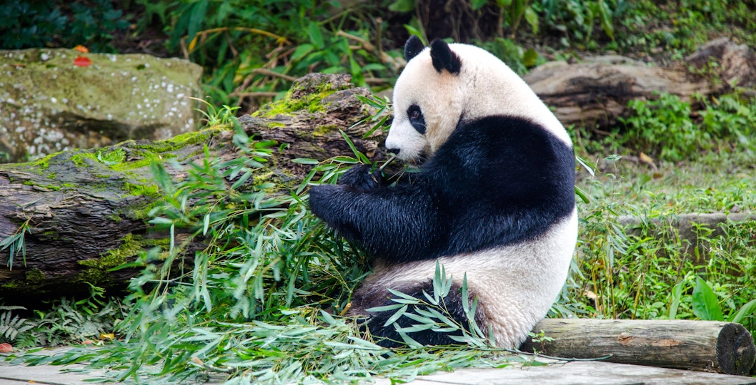 Panda eating bamboo leaves at Taipei Zoo.
