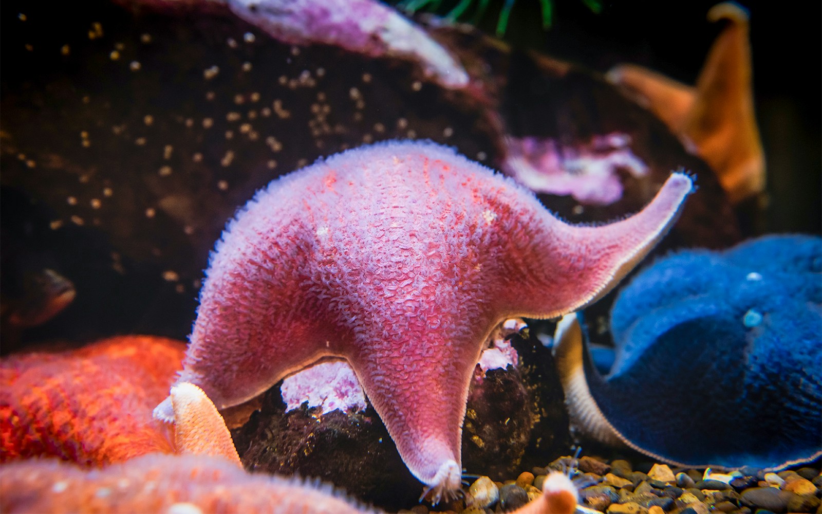 Colorful starfish at Oceanario Lisboa exhibit.
