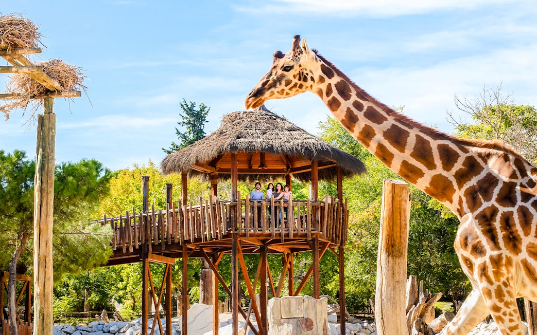Giraffe near viewing platform at Madrid Zoo Aquarium with visitors observing.