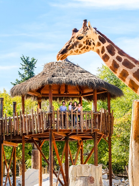 Giraffe near viewing platform at Madrid Zoo Aquarium with visitors observing.