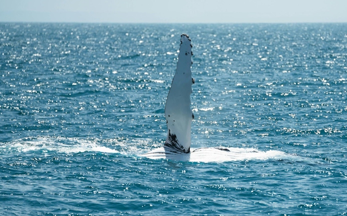 Whale fin emerging from the ocean during Wilsons Prom Whale Adventure Cruise.