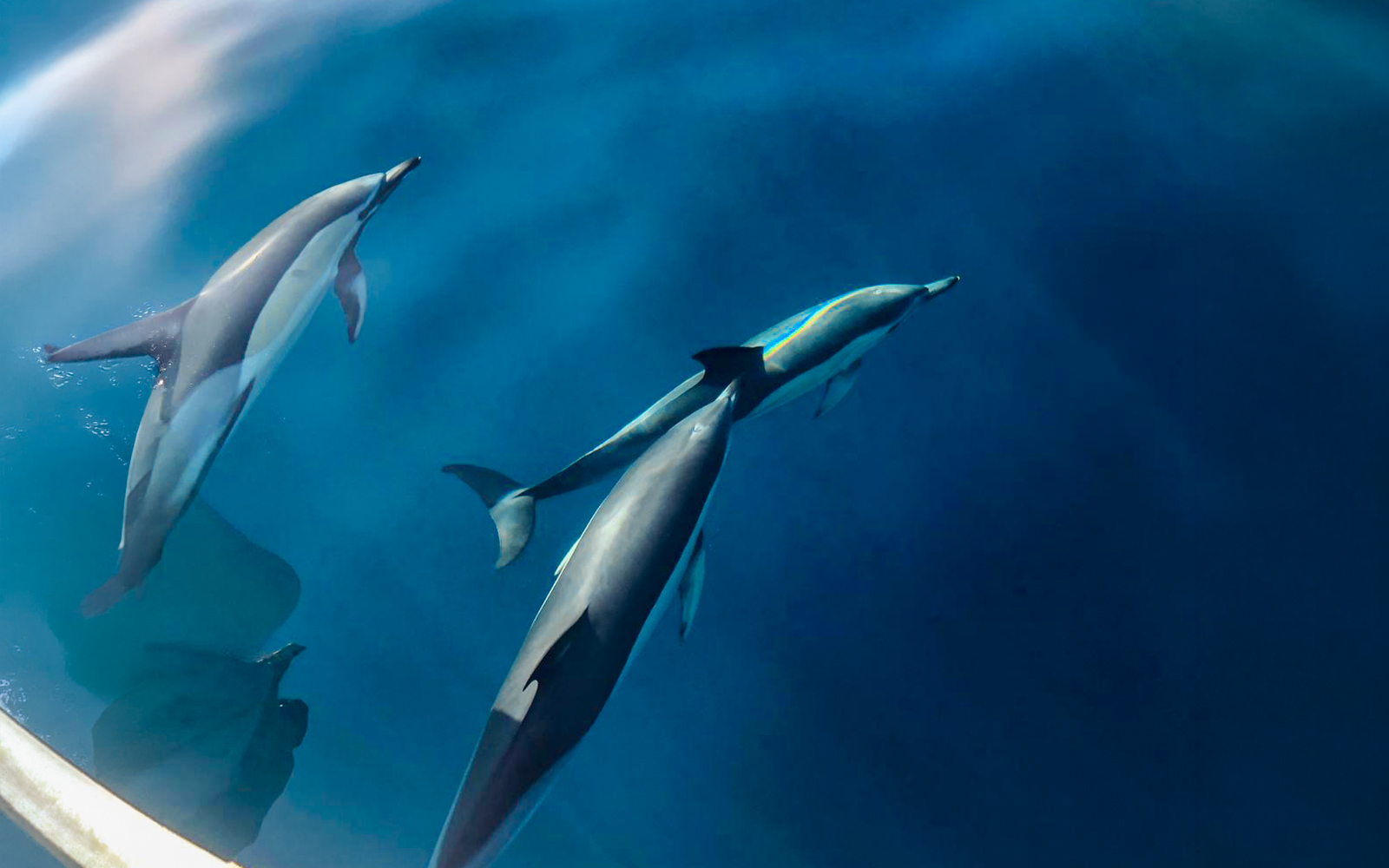 Dolphins swimming in clear Lanzarote waters.