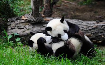 Giant pandas playing at Chengdu Research Base of Giant Panda Breeding.