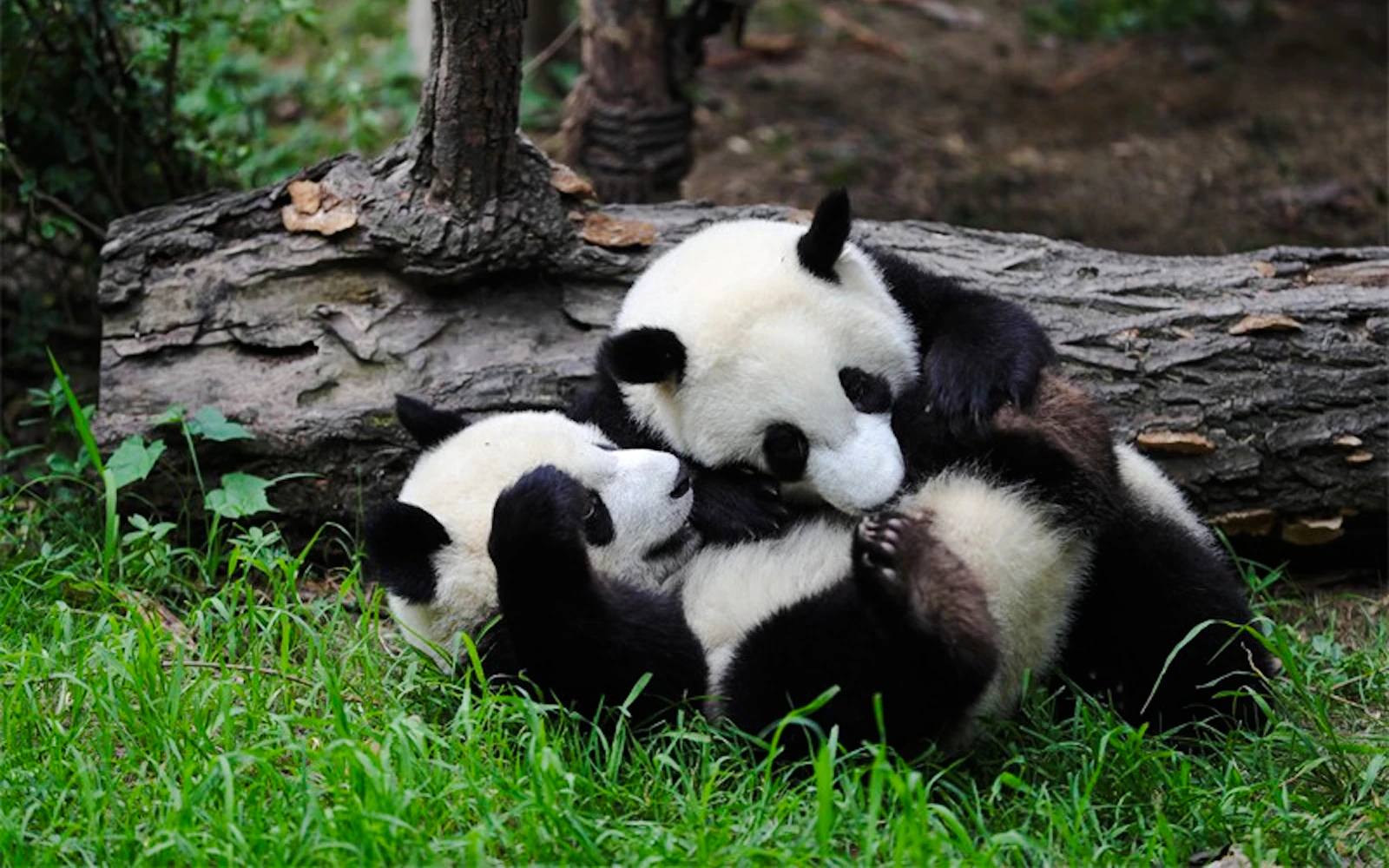 From Chengdu: Chengdu Panda Base and Leshan Giant Buddha Day Trip (Product 56232)
