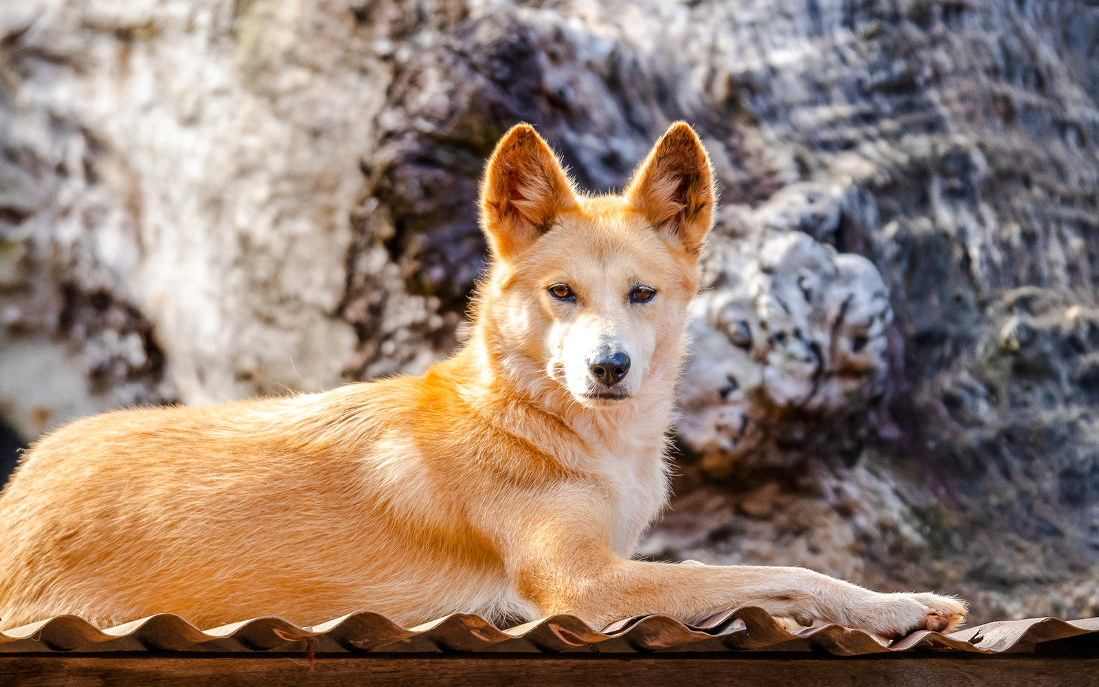 Dingo resting in natural habitat at Dreamworld, Gold Coast.