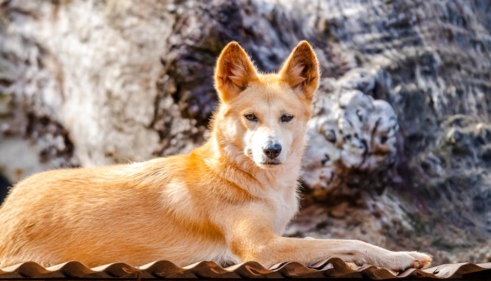 Dingo resting in natural habitat at Dreamworld, Gold Coast.