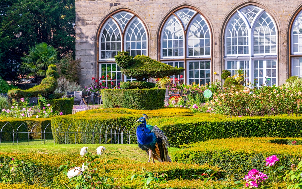 Peacock in Warwick Castle garden with topiary and arched windows in the background.