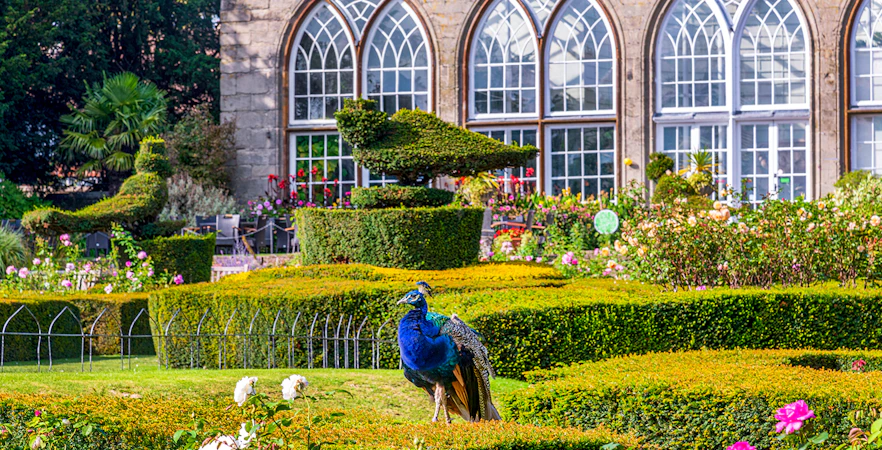 Peacock in Warwick Castle garden with topiary and arched windows in the background.