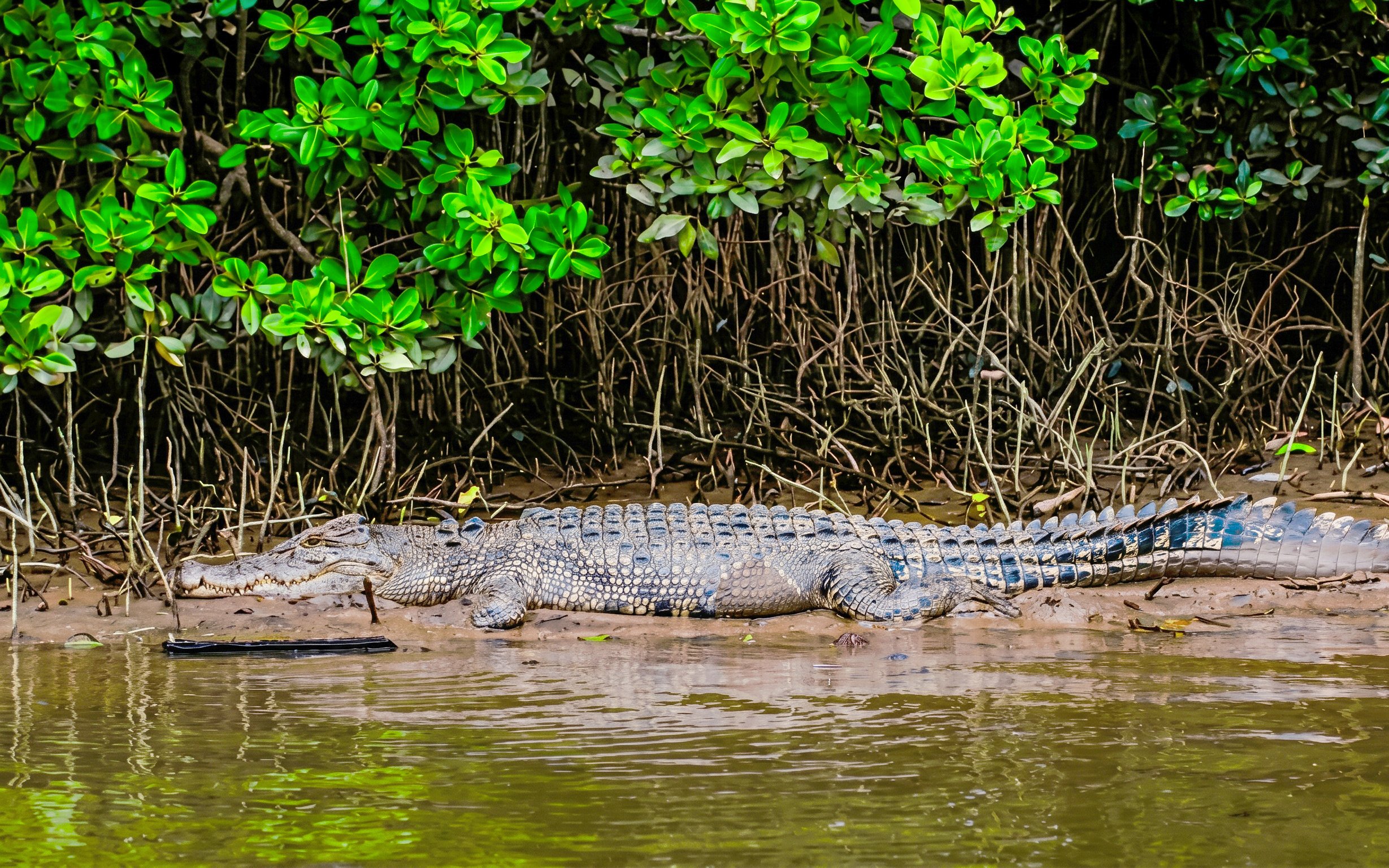 Crocodile resting on the bank of Daintree River, surrounded by mangroves, during Bruce Belchers cruise.
