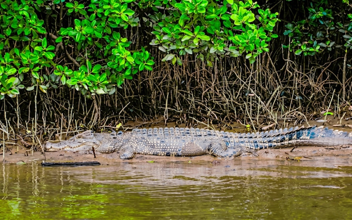 Crocodile resting on the bank of Daintree River, surrounded by mangroves, during Bruce Belchers cruise.