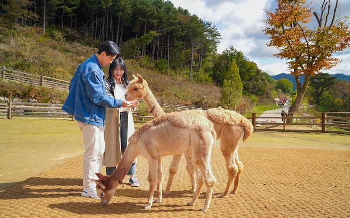 Visitors feeding alpacas at Alpaca World, South Korea, with scenic forest backdrop.